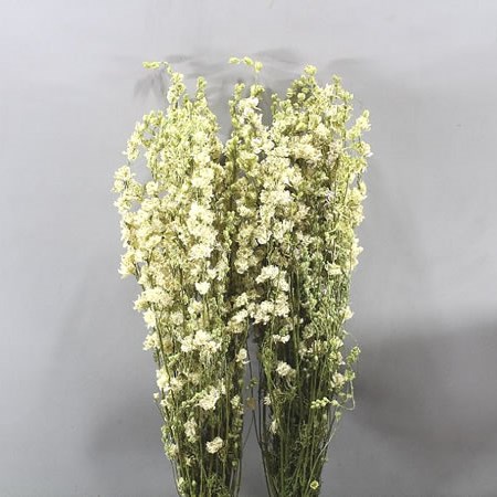 DELPHINIUM AJA LARKSPUR WHITE (DRIED)