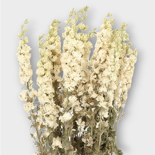 DELPHINIUM AJA LARKSPUR WHITE (dried)