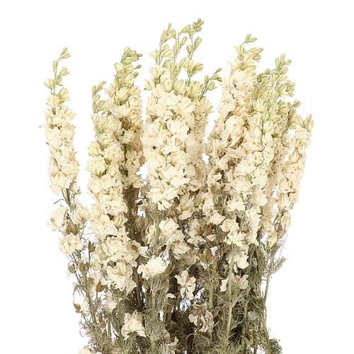 DELPHINIUM AJA LARKSPUR WHITE (dried)