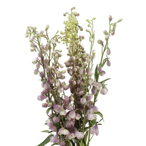 DELPHINIUM ASTOLAT LAVENDER