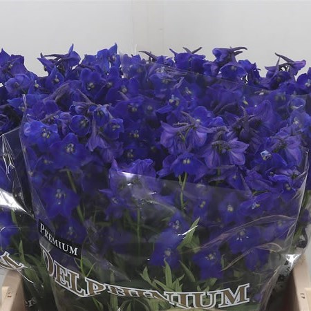 DELPHINIUM ATLANTIS