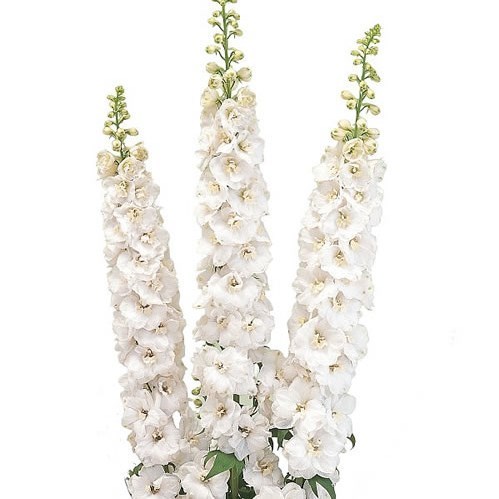 DELPHINIUM AURORA WHITE