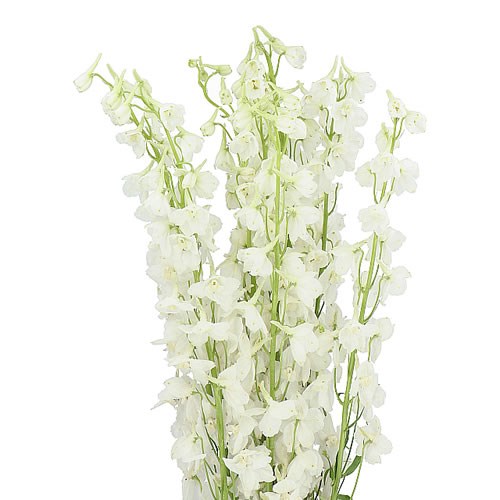 DELPHINIUM BELLA ANDES WHITE 60cm Wholesale Dutch Flowers & Florist