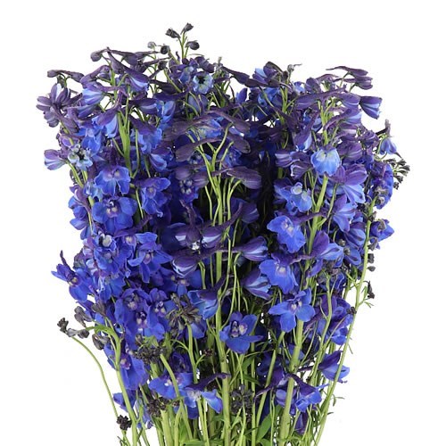 DELPHINIUM BELLA DONNA