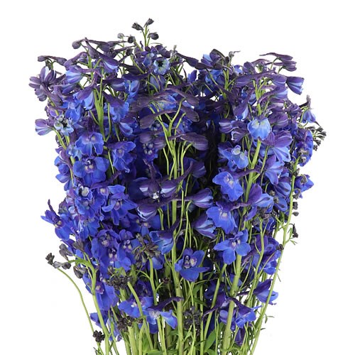 DELPHINIUM BELLA DONNA