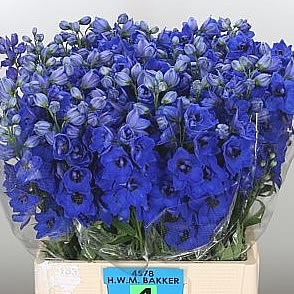 DELPHINIUM BLUE HOLLANDS GLORY