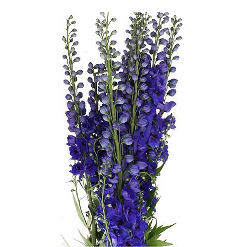 DELPHINIUM BLUE HOLLANDS GLORY