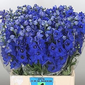 DELPHINIUM BLUE HOLLANDS GLORY