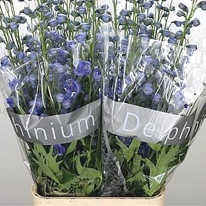 DELPHINIUM BLUE POWER