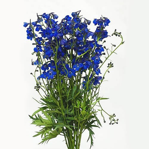 DELPHINIUM BLUE SHADOW