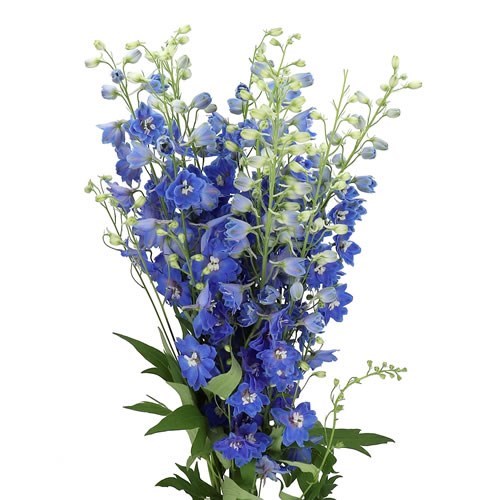 DELPHINIUM CANDLE BLUE SHADES 60cm Wholesale Dutch Flowers & Florist