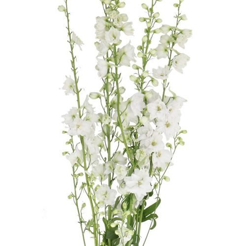 DELPHINIUM CANDLE WHITE SHADES