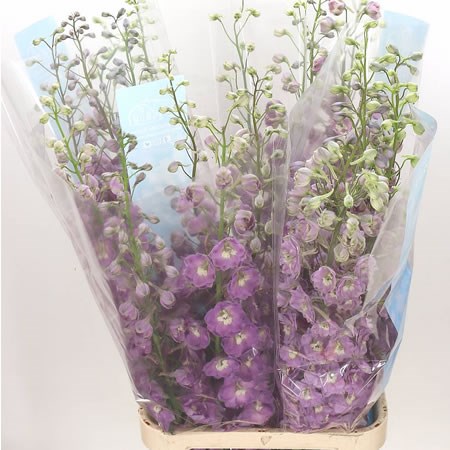 DELPHINIUM CENTURION PINK
