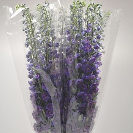 DELPHINIUM CHRISTEL
