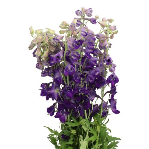 DELPHINIUM DELDONNA PURPLE