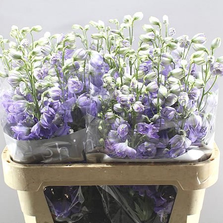 DELPHINIUM DELPHIS MISTY