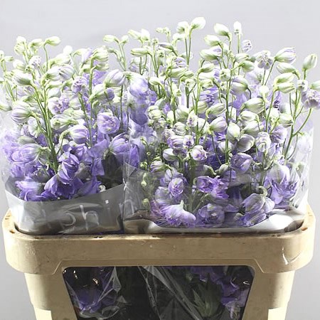 DELPHINIUM DELPHIS MISTY