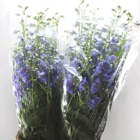 DELPHINIUM DELPHIS MOONLIGHT
