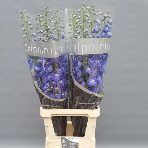 DELPHINIUM DELPHIS MORNINGLIGHT