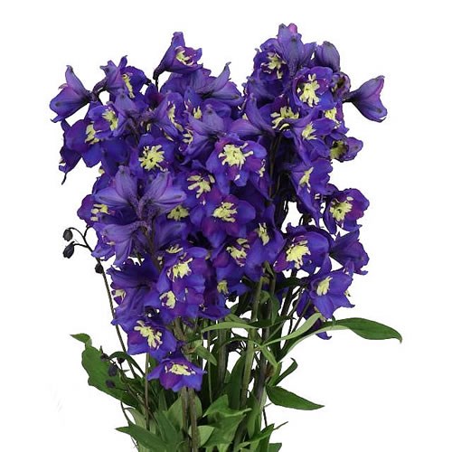 DELPHINIUM DELPHIS YELLOW PEARL