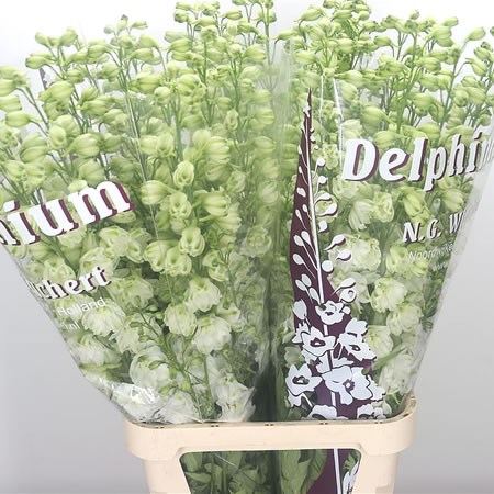 DELPHINIUM DEWI ANASTASIA