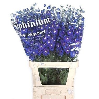 DELPHINIUM DEWI BLUE STAR