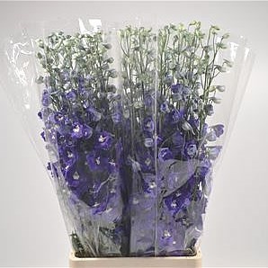 DELPHINIUM DEWI BLUE STAR
