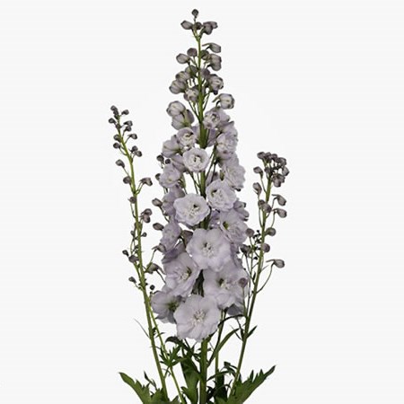 DELPHINIUM DEWI BLUSH