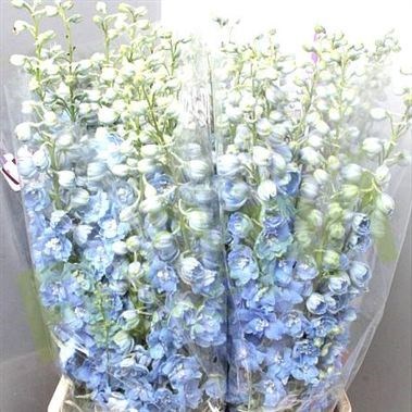 DELPHINIUM DEWI BOY 80cm | Wholesale Dutch Flowers & Florist Supplies UK