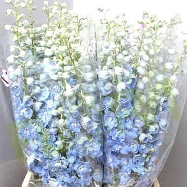 DELPHINIUM DEWI BOY