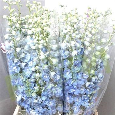 DELPHINIUM DEWI BOY
