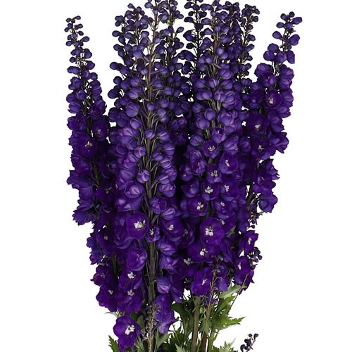 DELPHINIUM DEWI DARK ANGEL