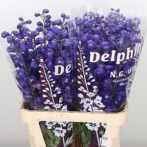 DELPHINIUM DEWI DARK ANGEL