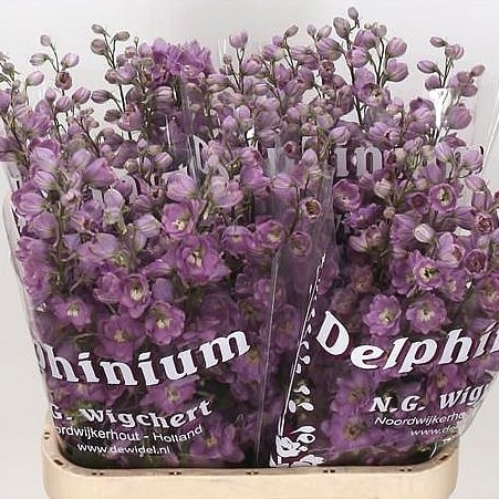 DELPHINIUM DEWI FAME DARK PINK