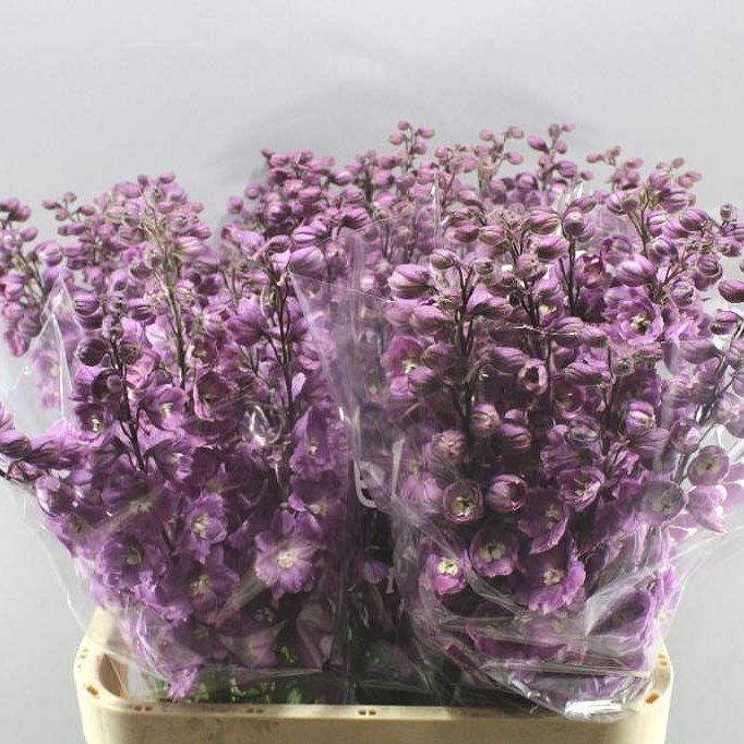 DELPHINIUM DEWI FAME DARK PINK