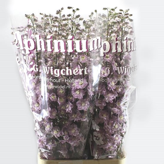 DELPHINIUM DEWI FLAMINGO