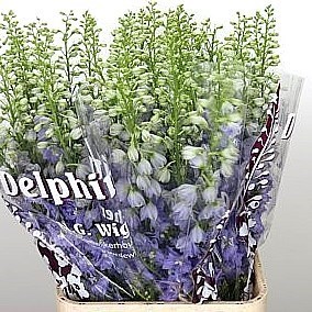 DELPHINIUM DEWI IMPRESS
