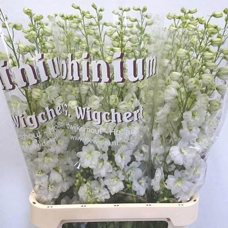 DELPHINIUM DEWI IMPRESSIVE WHITE