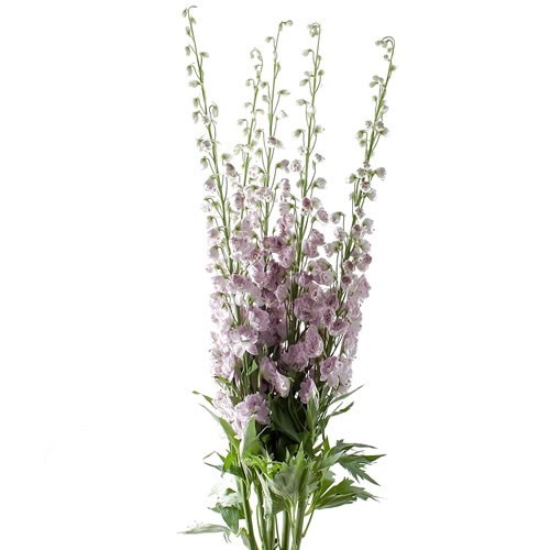 DELPHINIUM DEWI LADY