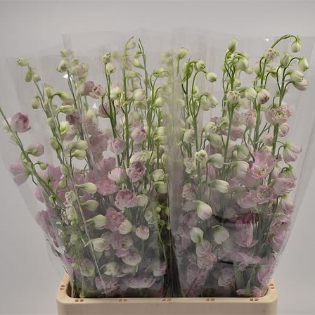 DELPHINIUM DEWI LADY