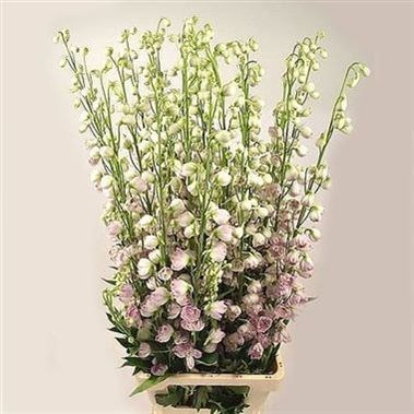 DELPHINIUM DEWI LADY