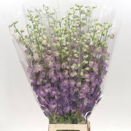 DELPHINIUM DEWI PINK FLOYD