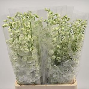 DELPHINIUM DEWI SIBERIA