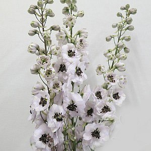 DELPHINIUM DEWI SPIJKER