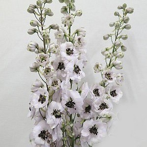 DELPHINIUM DEWI SPIJKER