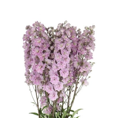 DELPHINIUM DEWI VIOLET SMILE