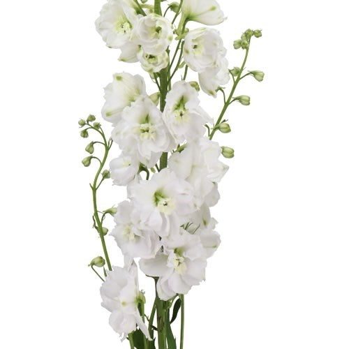DELPHINIUM DEWI WHITE SMILE