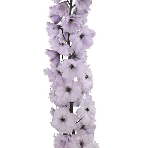 DELPHINIUM DEWI WOLLIE
