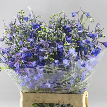 DELPHINIUM DONNA