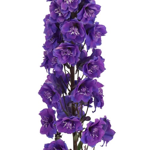DELPHINIUM DOUBLE DEWI CHRISSY